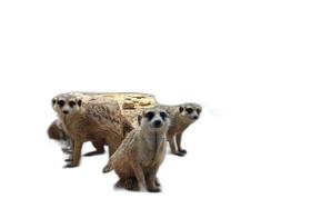 Quebra-Cabeça Cognitivo Lêmures De 300 Peças Em Mdf