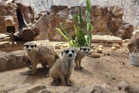 Quebra-Cabeça Cognitivo Lêmures de 300 peças em MDF