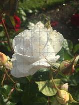 Quebra-Cabeça Cognitivo para Idosos - Rosas Quebra-Cabeça Cognitivo para Idosos - Rosas