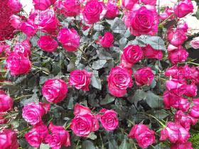 Quebra-Cabeça Cognitivo Primavera em Atibaia 300 peças em MDF