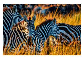 Quebra-Cabeça Cognitivo Zebras da Savana 300 peças