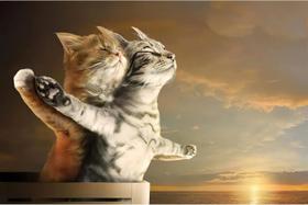 Quebra-cabeça De Madeira Adulto 300/500/1000 Peças Gato Amor Romântico Brinquedo Educacional Quebra-cabeça De Madeira Adulto 300/500/1000 Peças Gato Amor Romântico Brinquedo Educacional