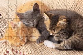 Quebra-Cabeça Educativo 500 Peças Gatinhos Que Encantam E