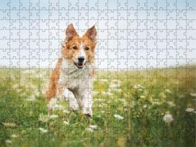 Quebra-Cabeça Educativo 500 peças Lindos Cachorros que Encantam e Ensinam