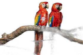 Quebra-Cabeça Educativo 500 Peças Pássaros Que Encantam E