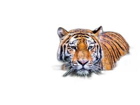 Quebra-Cabeça Felinos De 500 Peças Mdf Belo Tigre Quebra-Cabeça Felinos De 500 Peças Mdf Belo Tigre