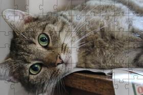 Quebra-Cabeça Gato Manhoso De 60 Peças Educativo E Cognitivo