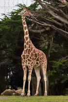 Quebra-cabeça Girafas de 300 peças