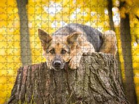 Quebra-Cabeça Inclusivo 300 Peças Cachorros Que Encantam E