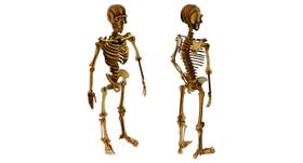 Quebra - Cabeça Madeira MDF Esqueleto Corpo Humano 3D 117 Peças - Aquarela Quebra - Cabeça Madeira MDF Esqueleto Corpo Humano 3D 117 Peças - Aquarela