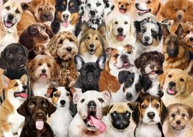 Quebra-cabeça PETER PAUPER PRESS All The Dogs 1000 peças