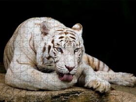 Quebra-Cabeça Tigre Branco Inclusivo 300 peças em MDF