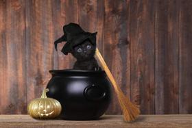 Quebra-cabeça Toynk Spooky Kitty Halloween 1000 peças Quebra-cabeça Toynk Spooky Kitty Halloween 1000 peças