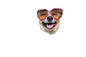 Quebra-Cabeças Cachorro Óculos 60 Peças Educativo E Quebra-Cabeças Cachorro Óculos 60 Peças Educativo E