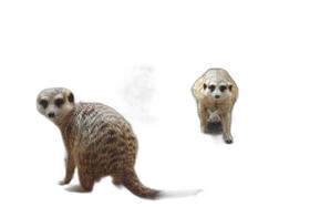 Quebra-Cabeças Cognitivo Educativo Primatas Lêmures 60 Peças