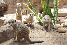 Quebra-Cabeças Cognitivo Educativo Primatas Lêmures de 60 peças