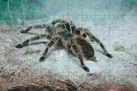 Quebra-Cabeças Educativo Aranha De 60 Peças