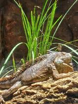 Quebra-Cabeças Inclusivos 60 peças Lagarto para Mentes Inteligentes