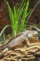 Quebra-Cabeças Inclusivos 60 peças Lagarto para Mentes Inteligentes