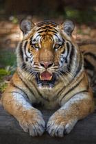 Quebra-Cabeças Tigre de Bengala de 60 peças Educativo