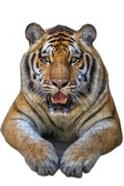 Quebra-Cabeças Tigre De Bengala De 60 Peças Educativo