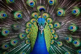 QuebraCabeça Majestoso Pavão 120 peças