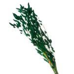 Rabo de Coelho Desidratado - Variações