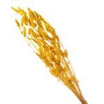 Rabo de Coelho Desidratado - Variações