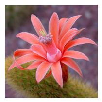 Rabo De Gato Pote 11 Para Colecionadores Excelente Muda