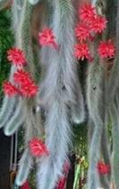 Rabo de Macaco (Cleistocactus Colademononis) - Muda Média