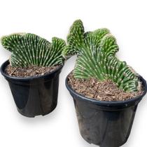 Rabo De Sereia Grande Linda E Saudável Muda Top De Linha