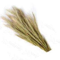 Rabo Raposa Natural Flor Desidratada Buque Flores Secas