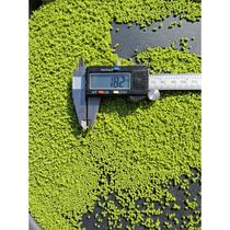 Racao Green Umidecer Germinativa Extruzada Oleos Essenciais Palatatavel Vitaminas 5kg