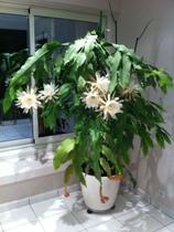 Rainha Da Noite - Epiphyllum oxypetalum - Planta Epífita com Folhas de 35 cm e 20 cm