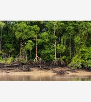 Raízes Amazônicas Raízes Amazônicas