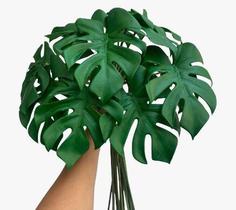 Ramalhete X6 Costela de Adão 50cm Cor Verde - Decora Flores