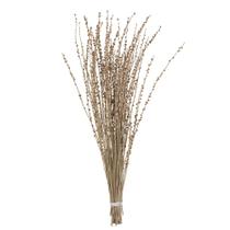 Ramo de Chumbera Vickerman Natural Deglet Nour 91-96 cm