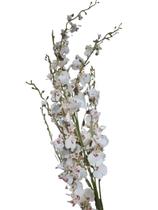 Ramo Orquídea Chuva De Ouro- Branca Ramo Orquídea Chuva De Ouro- Branca