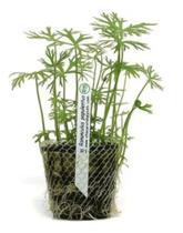 Ranunculus Papulentus - Chácara Takeyoshi - Chacara Takeyoshi Ranunculus Papulentus - Chácara Takeyoshi - Chacara Takeyoshi