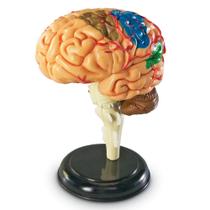 Recursos de aprendizagem do Brain Model de 9,5 cm com suporte e guia de fatos