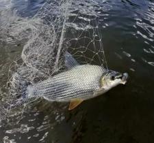 Redinha para corimba pro pesca Redinha para corimba pro pesca