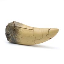 Rélica de Dente de Dinossauro Marsrut T-Rex em Resina 12x5x3cm Rélica de Dente de Dinossauro Marsrut T-Rex em Resina 12x5x3cm