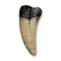 Rélica de Dente de Tyrannosaurus rex ROJAX 14cm em Resina