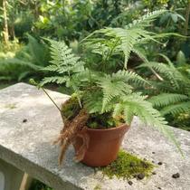 Renda Francesa - Rumohra Adiantiformis - Samambaia Exuberante para Jardinagem