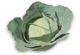 Repolho 60 dias - 50gramas de Sementes