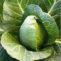 Repolho Coração de Boi - 50 gramas de Sementes