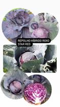 Repolho Hibrido Roxo Star Red - 10 gramas de Sementes