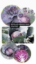 Repolho Hibrido Roxo Star Red - 10 gramas de Sementes Repolho Hibrido Roxo Star Red - 10 gramas de Sementes