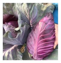 Repolho Netuno - 200mg de Sementes