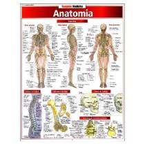 Resumão Anatomia - BFeA Resumão Anatomia - BFeA